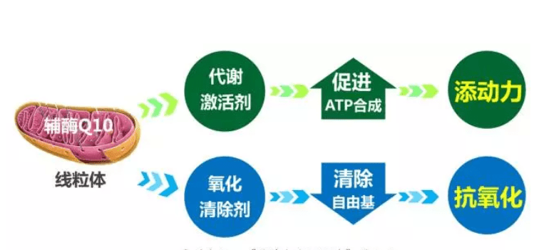 抗氧化抗衰老的秘密武器——辅酶q10!爱美达人必看!