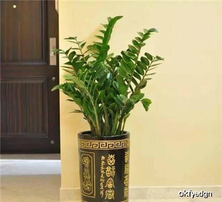怎么养金钱树长得最快 02694940056d48098eb13084f8910a61.jpeg