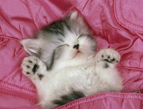 怎么看小猫有什么问题 21d96fdb072b4757ba2f4f81afc20811.jpeg