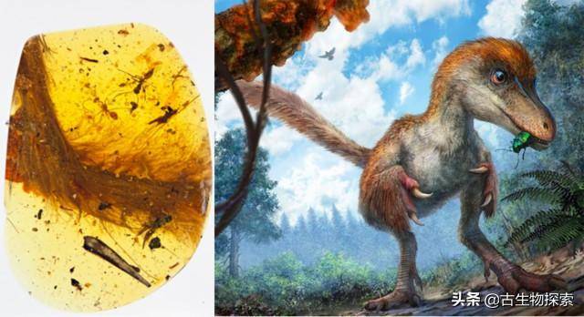 最近有一批科學家在緬甸琥珀裡挖掘到了大量恐龍羽毛，羽毛形狀保存良好 娛樂 第3張