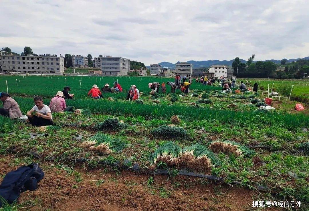 威宁县双龙镇大地村香葱喜获丰收