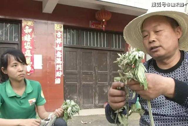 哪里有收艾草的市场 d0a8ec92e6e746f6baabce7e4a1bf65e.jpeg