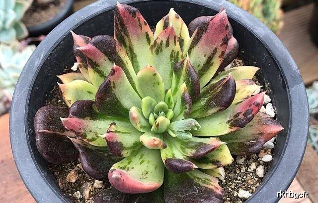 多肉怎么养成老桩视频 9b89bc01811d48b4849e9ceb3a31f552.jpeg