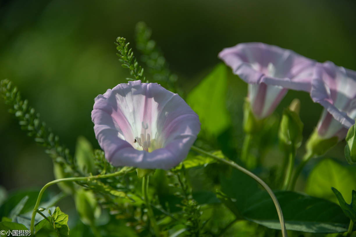 花卉摄影欣赏:原来这么拍,打碗花也能拍得高大上,清新脱俗