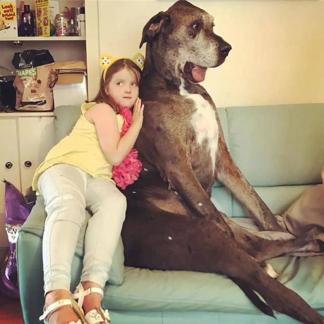 95kg大丹犬破2项世界纪录 是世界最高狗 还有一项太悲催 Freddy