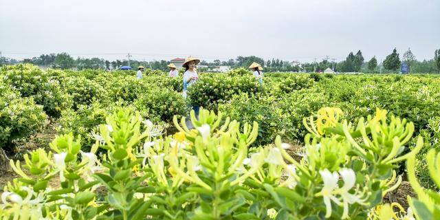 "云游古郡",一小时带你解锁多面巨鹿_金银花