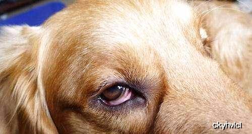 狗狗怎么驱虫最快 309382b2444f42f1b319f05f46576962.jpeg