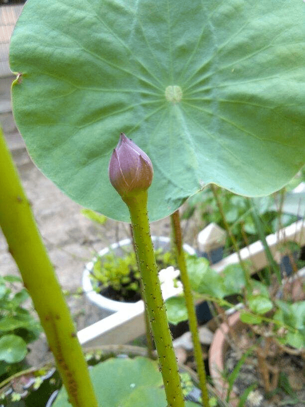 花友|那是因为没注意4点，现在学还来得及买回家的花总消苞