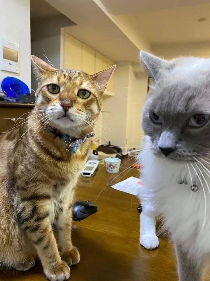 爆笑gif:人比狗傻系列!