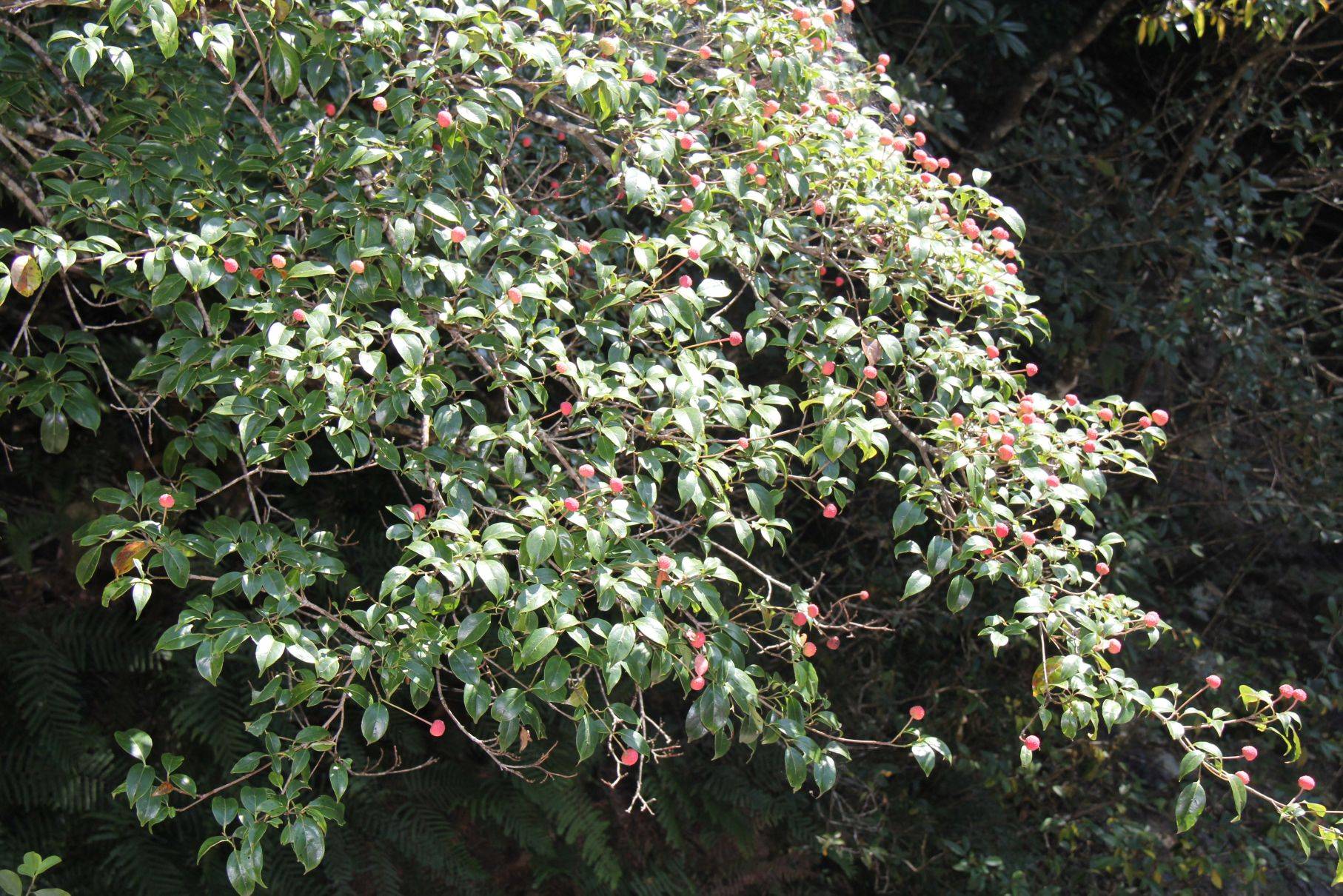 庆元植物1166-山茱萸科-四照花属-头状四照花