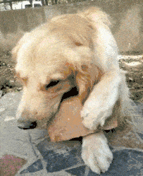 搞笑gif:妹子你这步伐太魔性了,把自己都整倒了