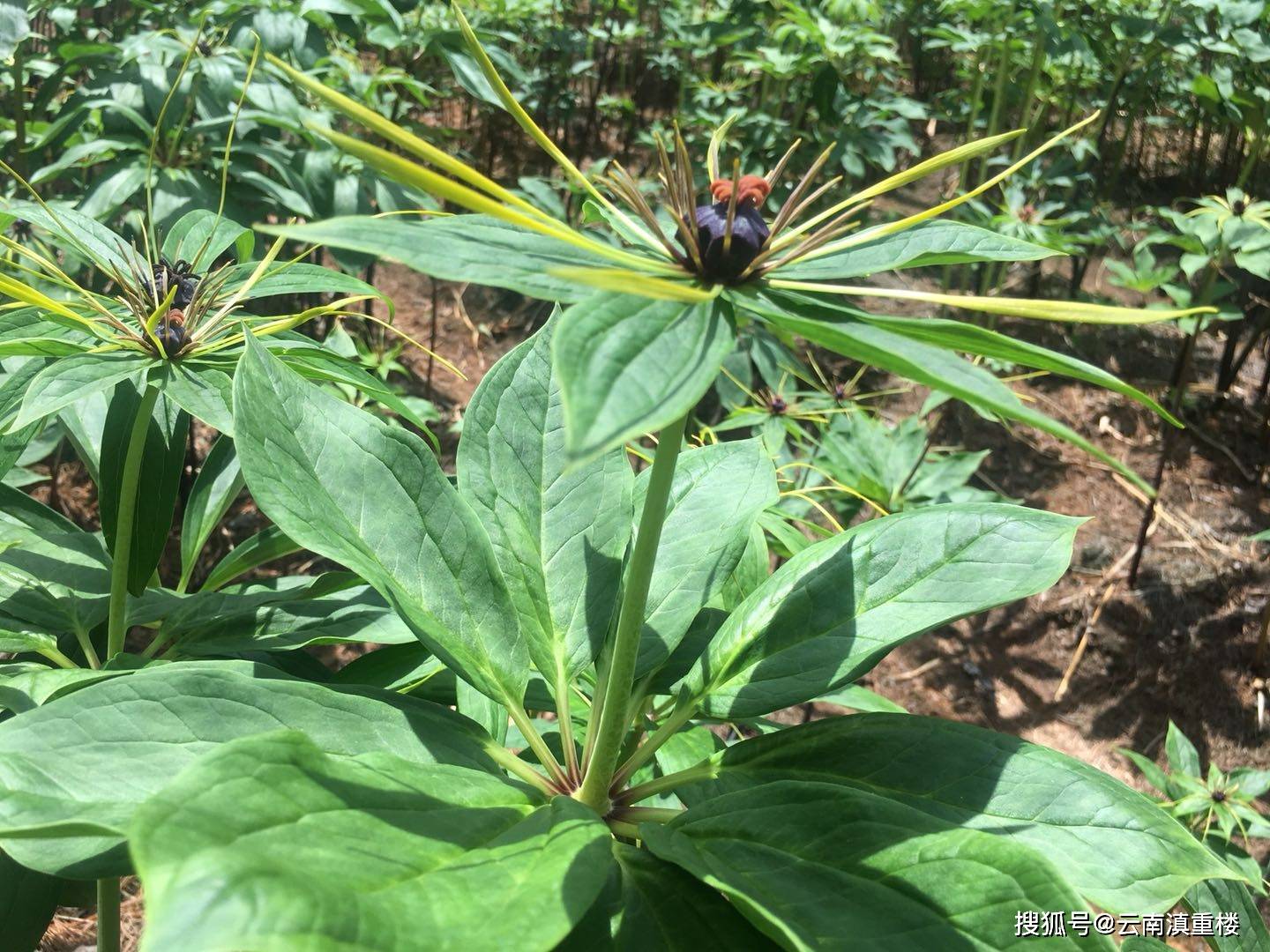 重楼常见虫害蓟马类和蚜虫