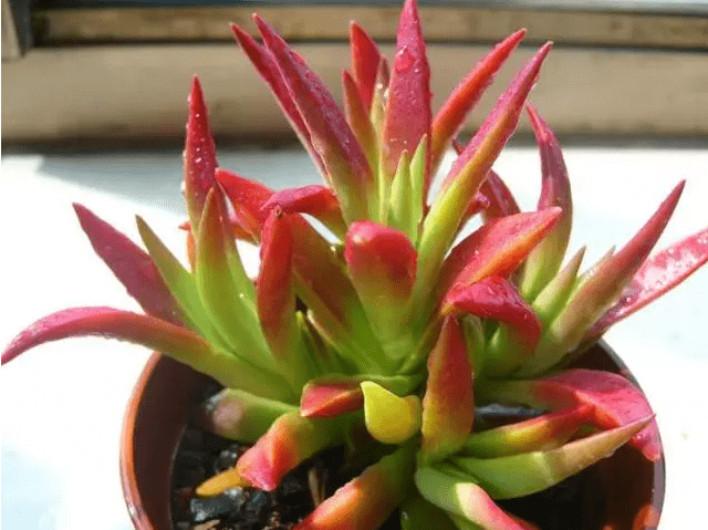 多肉怎么修剪才能让它长得茂盛 46897ba44cc3430abfd9bd5a296b50f8.png