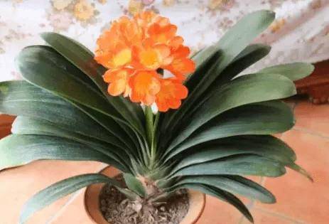 这么弱智的事都有人信？别得意，你交的智商税