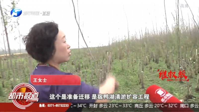 中铁二十局宿鸭湖项目部：或许水位下降造成柳树死亡，竹柳枯死，原因为何？ 