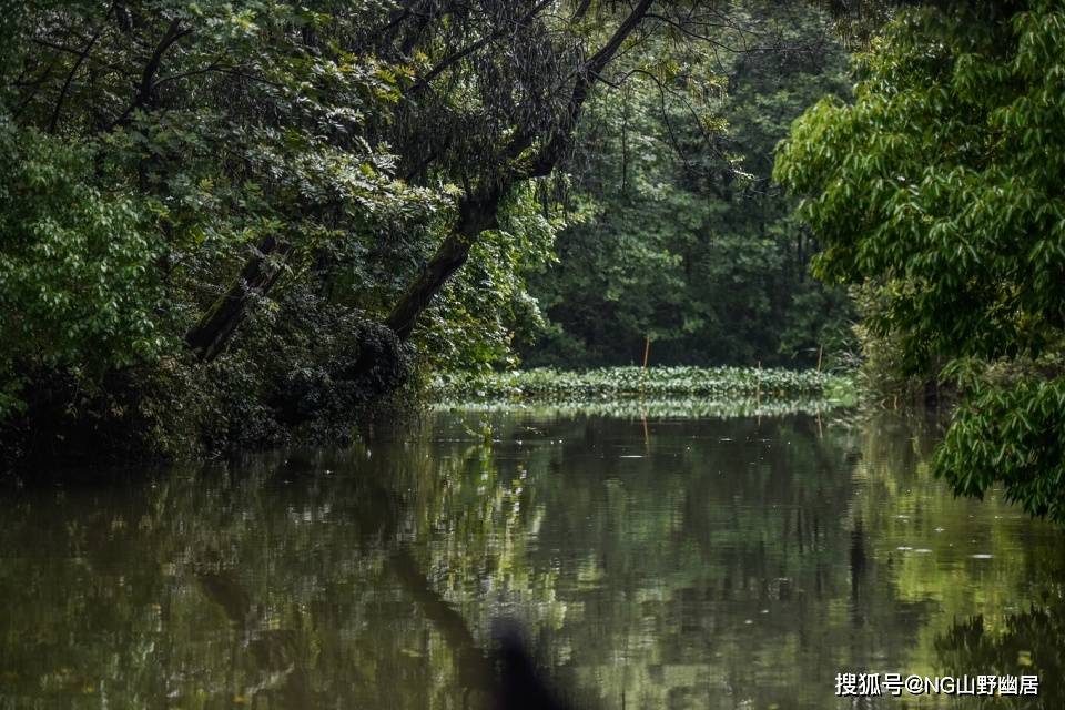 西溪湿地|流传近百年的“西溪且留下”，究竟是何种意境？可到杭州亲身感受
