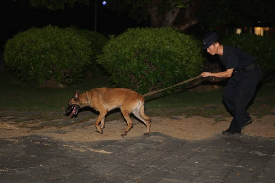 警队的特殊"警员!威风警犬荒山,丛林嗅出血衣揪真凶