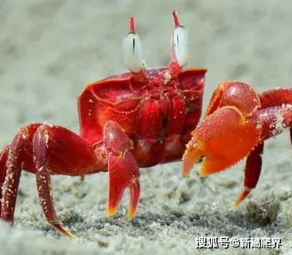并没有大家想的那么可怕,蟹老板的原型是一种被称之为"红色幽灵蟹"的