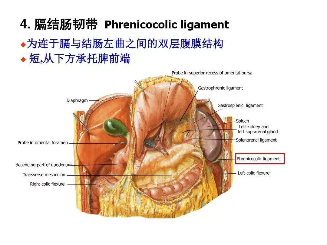 解剖腹膜及腹膜腔经典讲解汇总