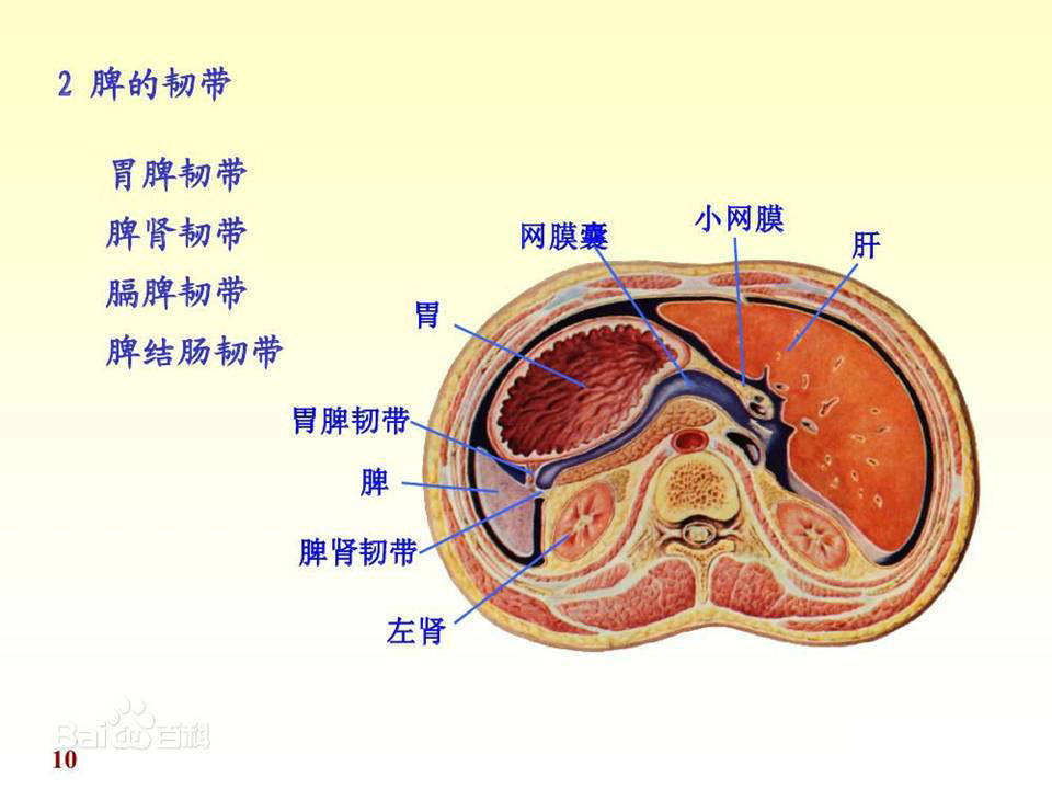 【解剖】腹膜及腹膜腔(经典讲解汇总)