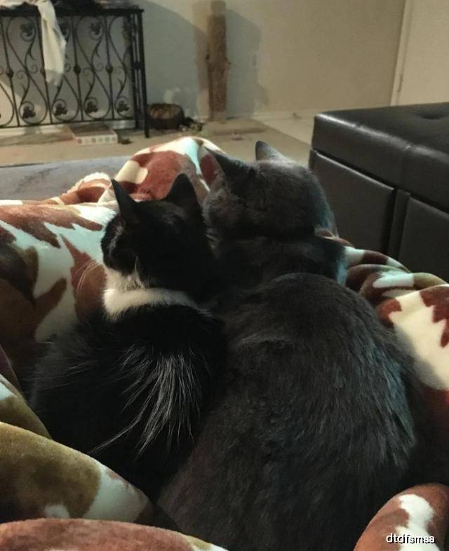 小猫老是叫怎么让它安静 d5cd389c0f3149e781100c90a3102f0a.jpeg