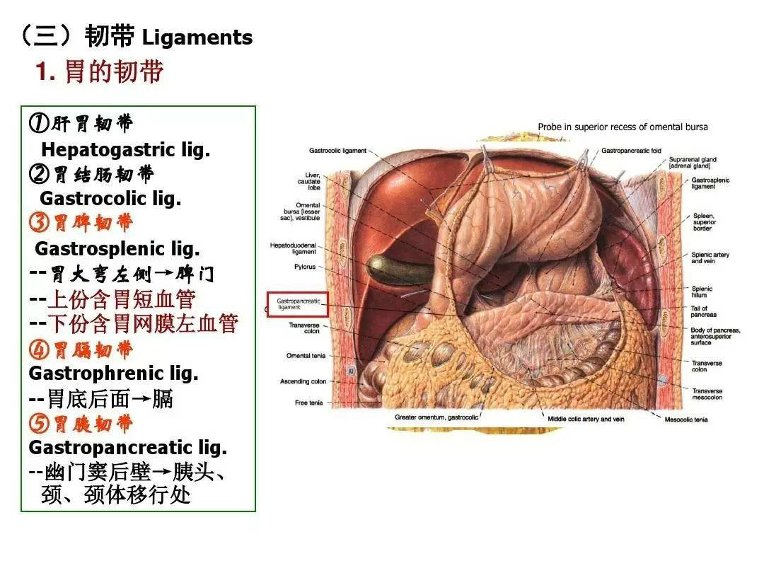 解剖腹膜及腹膜腔经典讲解汇总