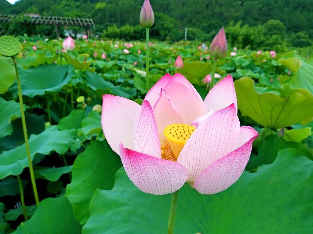 嗨~你还记得十里荷塘的 "夏" 与 "荷"吗?