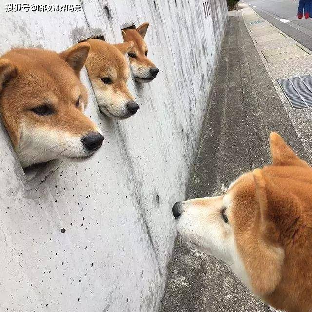 最戏精的狗狗之一:柴犬,让人迷恋的绝不止微笑和表情包