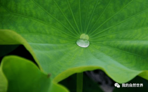 东方的灵性自然|莲花·荷花是一种吗 ?