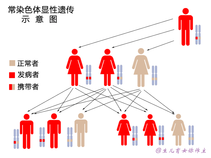 所以这个图只是为了说明可能的遗传规律,基本上不会有显性遗传病的纯