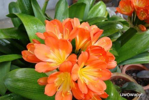 用什么做花肥好 a0486266d87c46cf9def70b991c0fdc9.jpeg