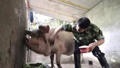 原创就在3天前,汶川地震埋在废墟被救出的"猪坚强",曝出新情况