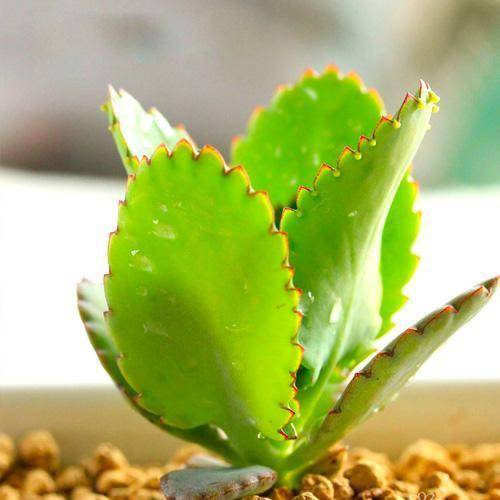 多肉植物怎么养视频讲解 087311d0079043398d247e0eb4b301f0.jpeg