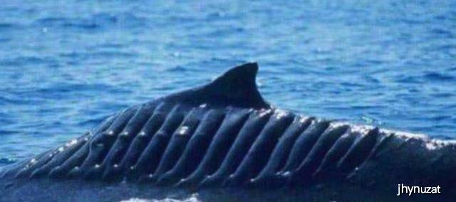 航母的螺旋桨会伤到鲸鱼吗?这些照片的曝光,看着就觉得肉痛
