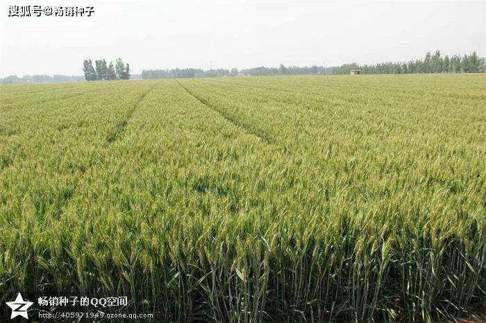 泰田麦118小麦品种国审公告