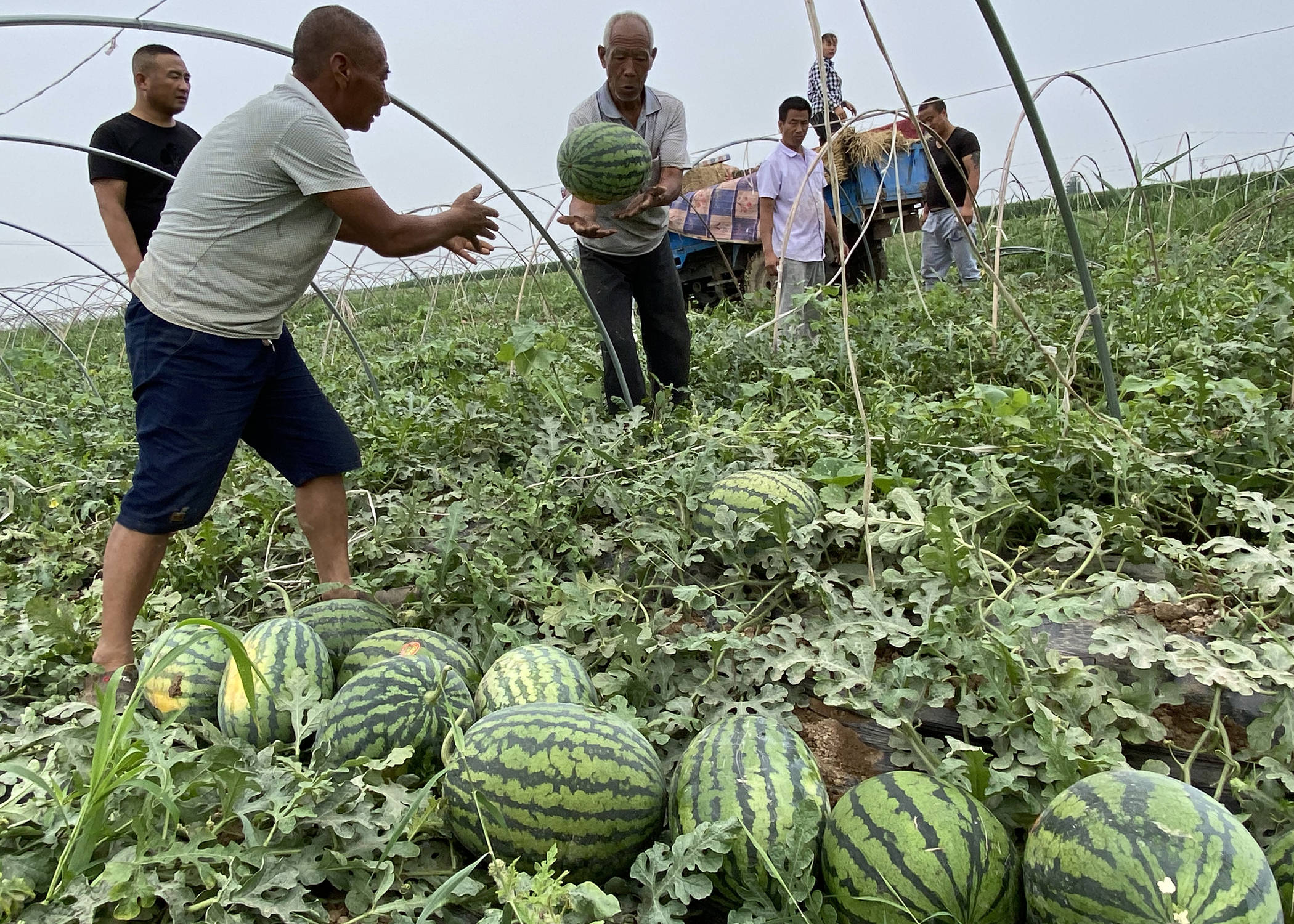 大荔:韦林镇沙甜的大西瓜吸引八方客