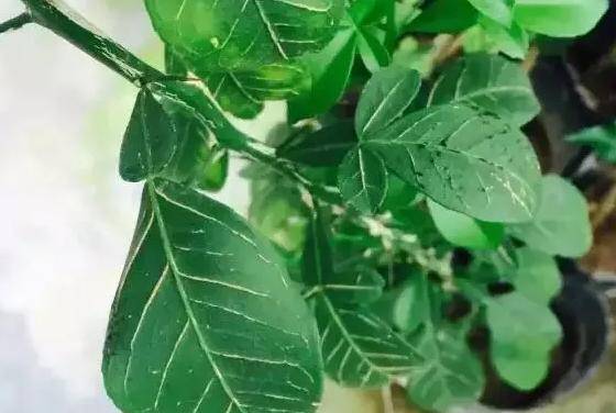 柑橘各种黄化缺素识别图及改善措施