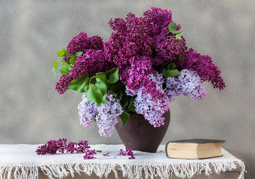 怎么养花草长得更茂盛教程 7f1483e71cef4627945a4fcc5e53c54f.jpeg