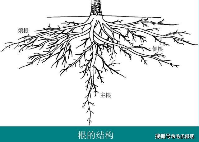 苹果树栽培技术|苹果树丰产树形结构及部位名称_主枝