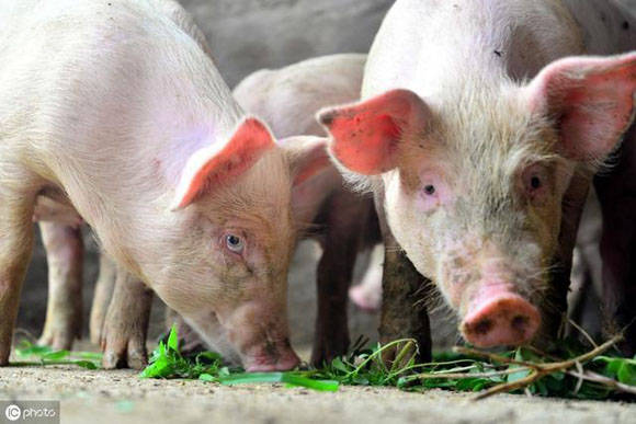 现在猪肉行情今日猪价 b3e28f19c7d44fbb835243ebce037c6e.jpeg