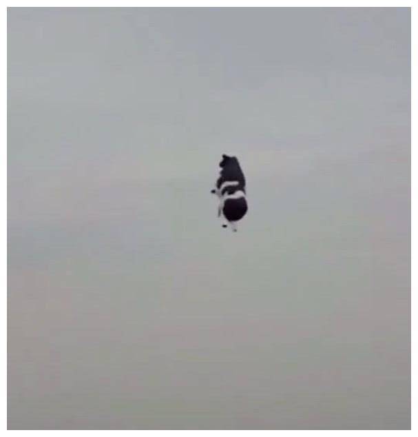 原创看到这画面我忍不住笑了 这牛终于被吹上天了,以后接着吹.