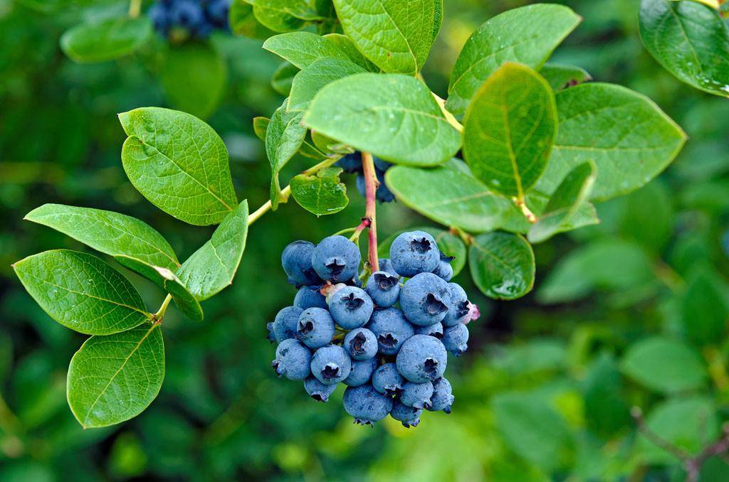 使用乌拉草可以吃蓝莓吗?