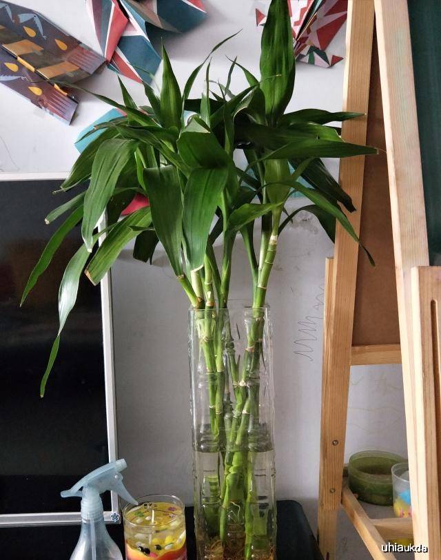 富贵竹几支最合适 9128f6141ca04105afde1dc28a0bc1ee.jpeg