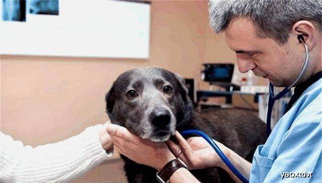 怎么教狗狗不翻垃圾桶 d09fa8a71dea4639be2dccec734eeab6.jpeg