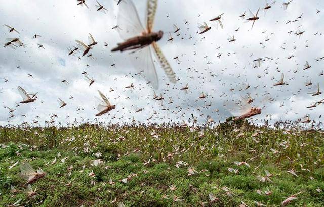 超级大蝗虫:今年已杀死4500亿蝗虫,但仍在肆虐非洲,印度和中东