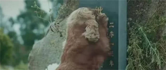 梦境奇缘，长城、吊蓝与狗——一场关于勇气、自由与忠诚的梦境解析