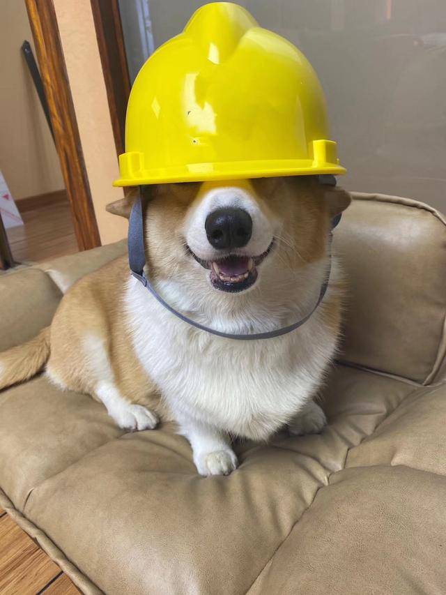 如何给狗狗做皮肤清洁 6ecbb6bd2c594399a29f2c55a4d3edbf.jpeg