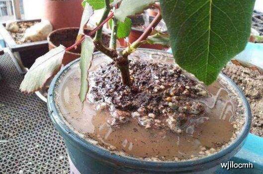 盆栽土壤板结的原因和解决方法 dc7684a8d9e04550967a29c0a5f42035.jpeg