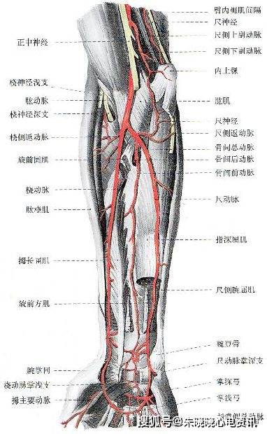 血管超声检查技术