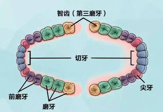 新闻详情 智齿,它是人类的第三磨牙,一般会在16-30岁之间长出,也是人